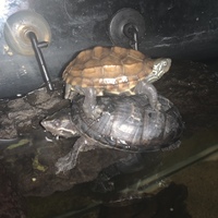 6 Turtles - MIXED SPECIES - 2-3 inches