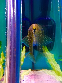 L NUMBER PLECOS FOR SALE SOUTHEND