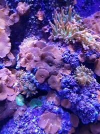 Bubble tip anemone