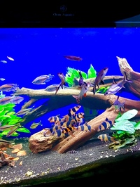 Loads of fish & Cleair Aquatics full set up 200 x 80 x 60cm