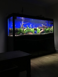Loads of fish & Cleair Aquatics full set up 200 x 80 x 60cm