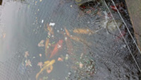 Koi, Ghost Carp, Tench & Rudd