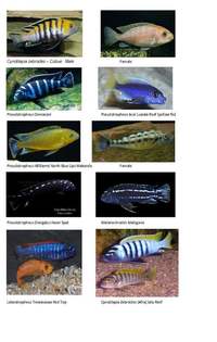 Whole group of malawi mbuna for sale inc sand and boulders