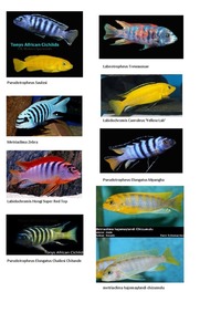 Whole group of malawi mbuna for sale inc sand and boulders