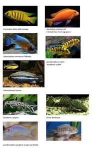 Whole group of malawi mbuna for sale inc sand and boulders