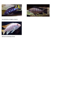 Whole group of malawi mbuna for sale inc sand and boulders