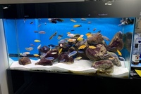 Whole group of malawi mbuna for sale inc sand and boulders