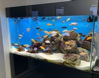 Whole group of malawi mbuna for sale inc sand and boulders