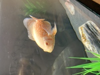 Two albino tiger Oscar fish