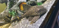 Large L090 Pleco