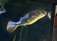 MBU Giant puffer 6” for sale
