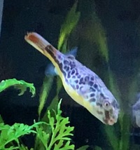 MBU Giant puffer 6” for sale