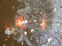 Pond fish need a new home, collection from basingstoke