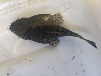 Bristlenose young adults £3 each