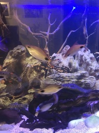 7 filament Barbs £30