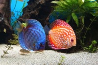 Stendker Discus for sale
