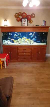 6ft Malawi Set up fish tank
