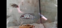 ONLY 10 LEFT - Rare in the UK - Juvenile Carpintis Rio hondo for sale £25