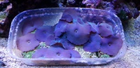 Turquoise & green Discosoma mushrooms