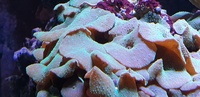 Turquoise & green Discosoma mushrooms