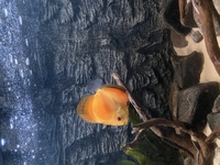 4” Discus