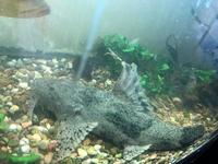 18 inches Goonch Catfish for sale