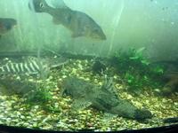 18 inches Goonch Catfish for sale
