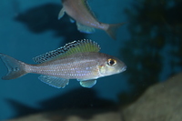 RARE Xenotilapia spilopterus Mabilibili group