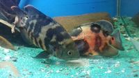 Oscars and Texas Cichlid for sale / swap