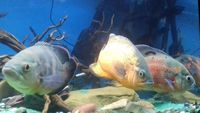 Oscars and Texas Cichlid for sale / swap