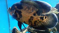 Oscars and Texas Cichlid for sale / swap