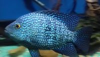 Oscars and Texas Cichlid for sale / swap