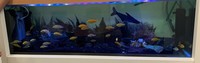 Urgent Sale 36+ Adult Yellow Lab Malawi Cichlids 2 x Large pangasius Sharks