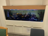 Urgent Sale 36+ Adult Yellow Lab Malawi Cichlids 2 x Large pangasius Sharks