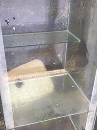 Six foot tank with four foot sump tank with pipe work ( reduced for quick sale )