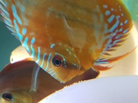 breeding pair of stendker discus REDUCED £100