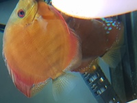 breeding pair of stendker discus REDUCED £100