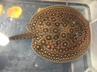 Mini Marble Motoro Stingray pups for sale