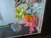 Breeding pair discus SOLD