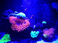 Marine Livestock in Full marine setup