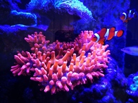 Marine Livestock in Full marine setup