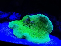Marine Livestock in Full marine setup