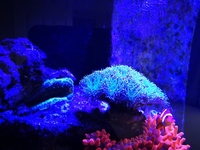 Marine Livestock in Full marine setup
