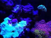 Marine Livestock in Full marine setup