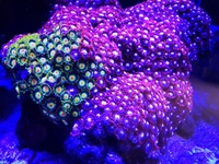 Marine Livestock in Full marine setup