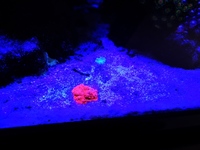 Marine Livestock in Full marine setup