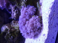 Corals