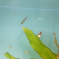 Neon Tetras