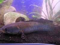 Tropical Fish - Peacock Snakehead