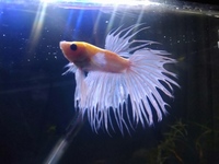 Platinum crown tail betta.